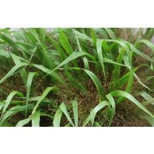 Panicum Firework
