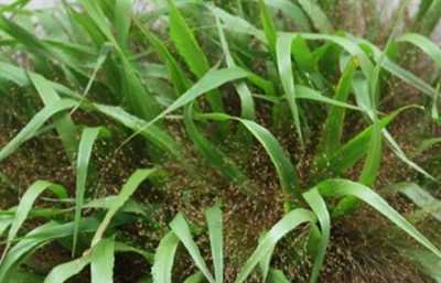 Panicum Firework