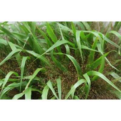 Panicum Firework