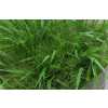 Panicum Fountain