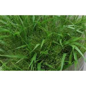 Panicum Fountain