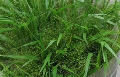 Panicum Fountain