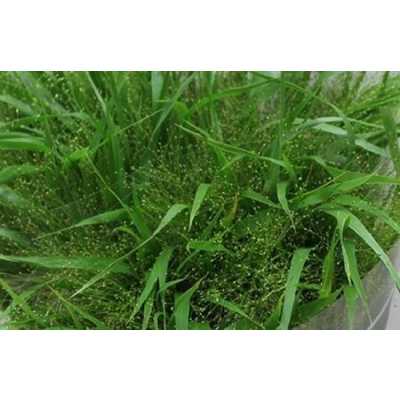 Panicum Fountain