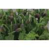 Papaver Flowering