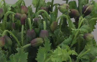 Papaver Flowering