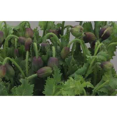 Papaver Flowering