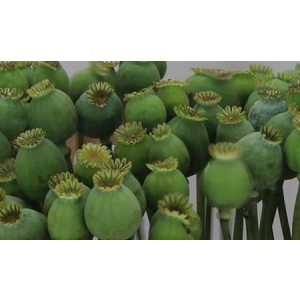 Papaver Seedheads Small