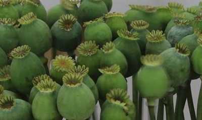 Papaver Seedheads Small