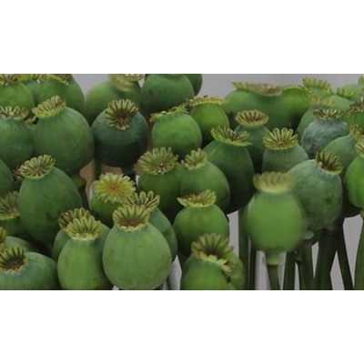 Papaver Seedheads Small