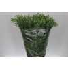 Parvifolia 400 Gr