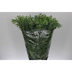 Parvifolia 400 Gr