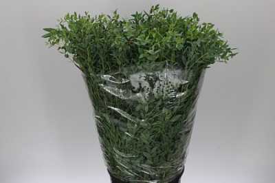 Parvifolia 400 Gr