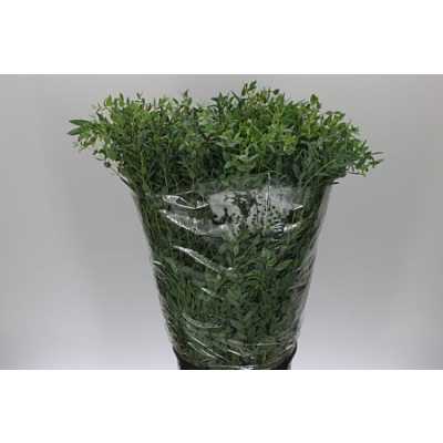 Parvifolia 400 Gr