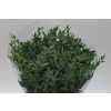 Parvifolia Short