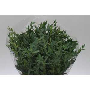 Parvifolia Short