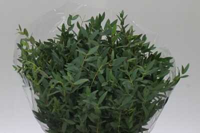 Parvifolia Short