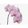 Phalaenopsis Alpha X25