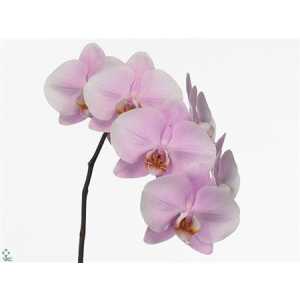 Phalaenopsis Alpha X25