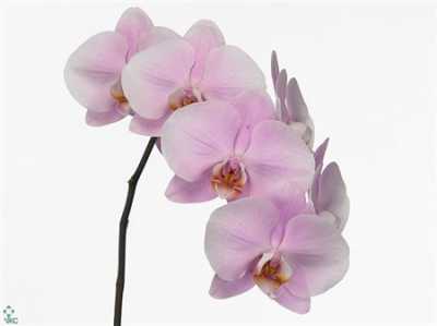 Phalaenopsis Alpha X25