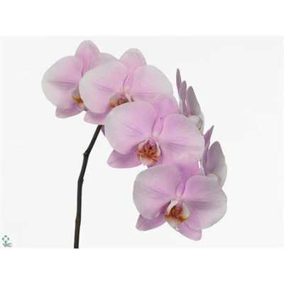 Phalaenopsis Alpha X25