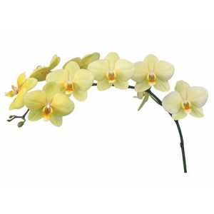 Phalaenopsis Detroit X25