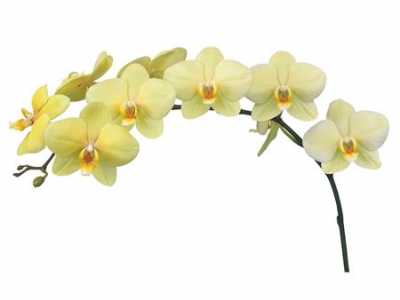 Phalaenopsis Detroit X25