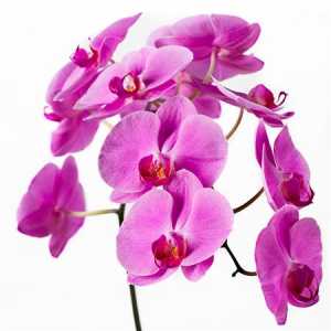 Phalaenopsis Happy Valentina X25