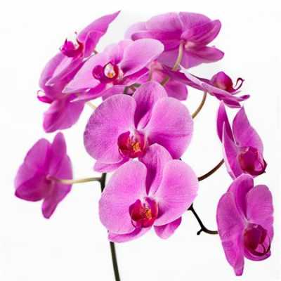 Phalaenopsis Happy Valentina X25
