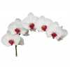 Phalaenopsis Hong Kong X25
