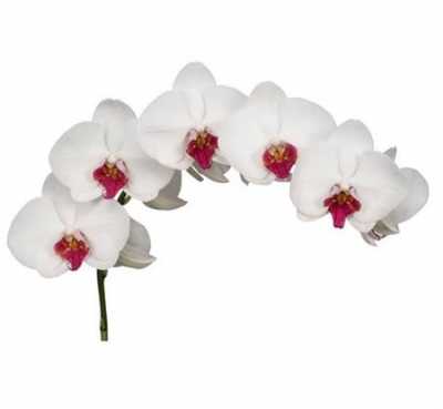 Phalaenopsis Hong Kong X25