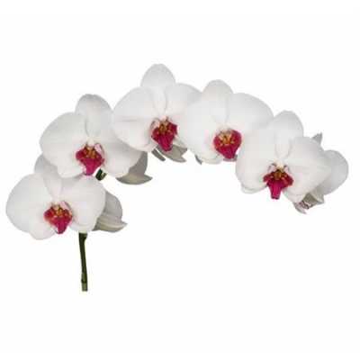 Phalaenopsis Hong Kong X25