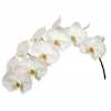 Phalaenopsis Kobe X25