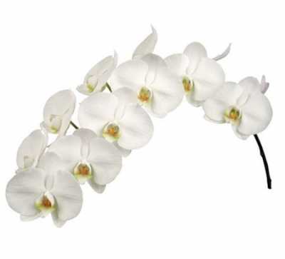 Phalaenopsis Kobe X25