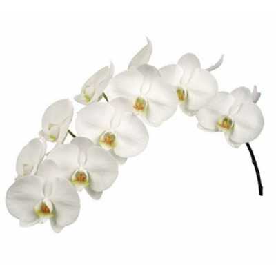 Phalaenopsis Kobe X45