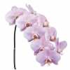 Phalaenopsis Manilla X25