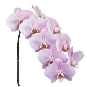 Phalaenopsis Manilla X25