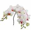Phalaenopsis Omega X25