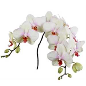 Phalaenopsis Omega X25