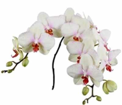 Phalaenopsis Omega X25