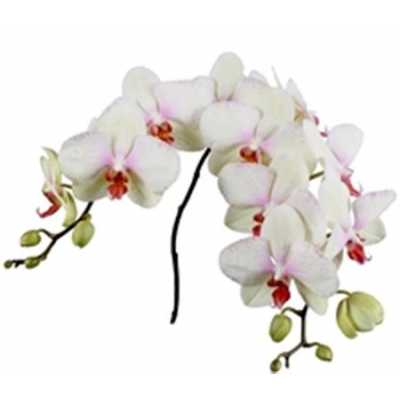 Phalaenopsis Omega X25