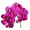 Phalaenopsis Purple Haze X25