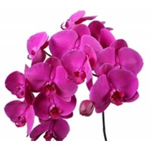 Phalaenopsis Purple Haze X25