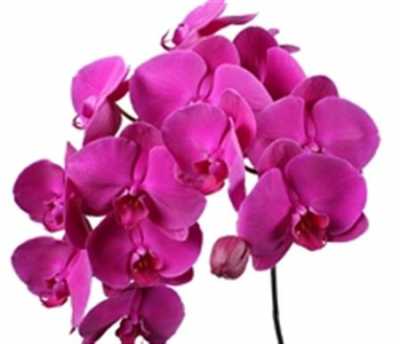 Phalaenopsis Purple Haze X25
