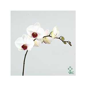Phalaenopsis Red Lips X25