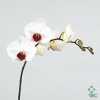 Phalaenopsis Red Lips X45