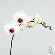 Phalaenopsis Red Lips X45