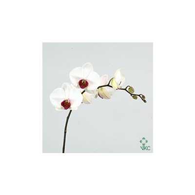 Phalaenopsis Red Lips X45