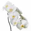 Phalaenopsis Sensation White X25