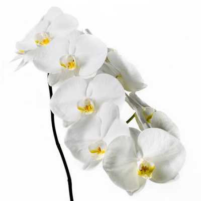 Phalaenopsis Sensation White X25