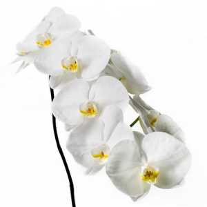 Phalaenopsis Sensation White X45